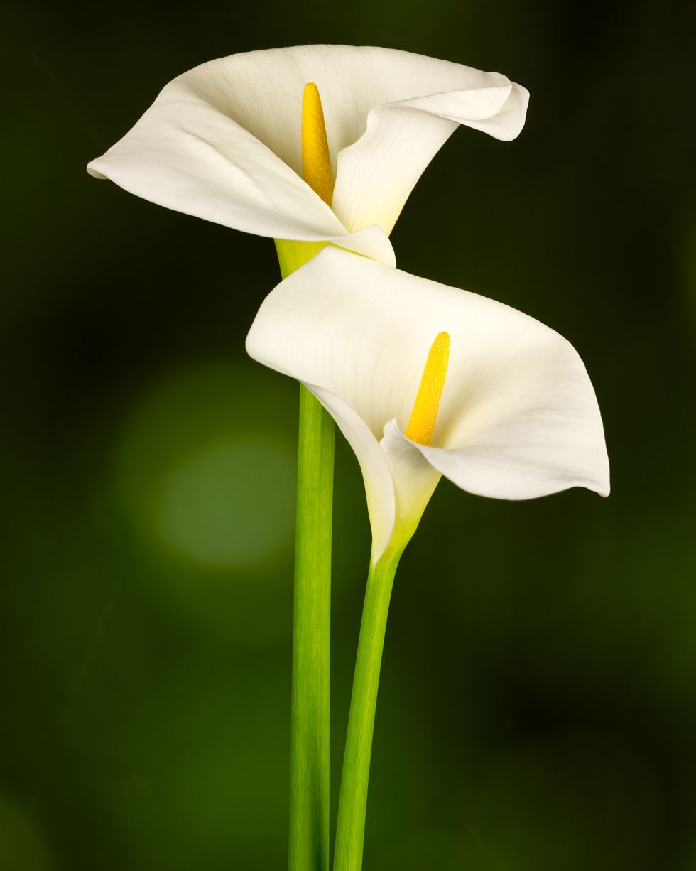 Close up of a calla lilly flower