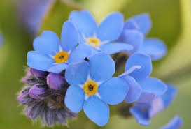OH and heres a close of a blue flower.