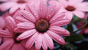 Last we have beautiful pink flowers.