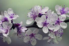 Heres some white and purple flowers!